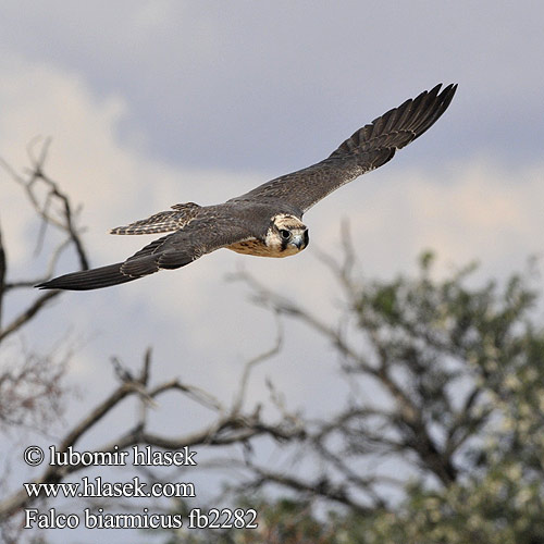 Falco biarmicus fb2282
