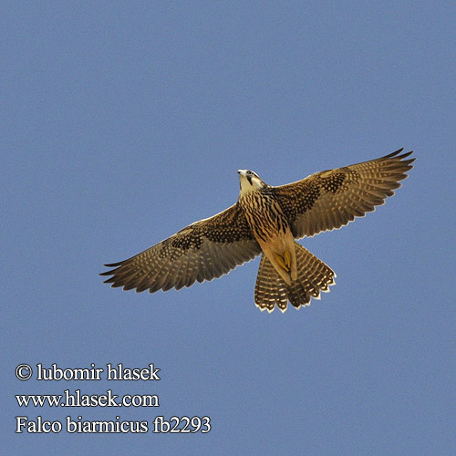 Falco biarmicus fb2293