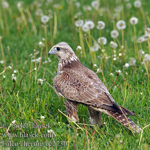 Falco cherrug bc2730