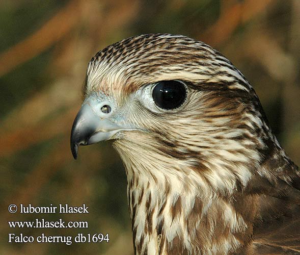 Falco cherrug db1694