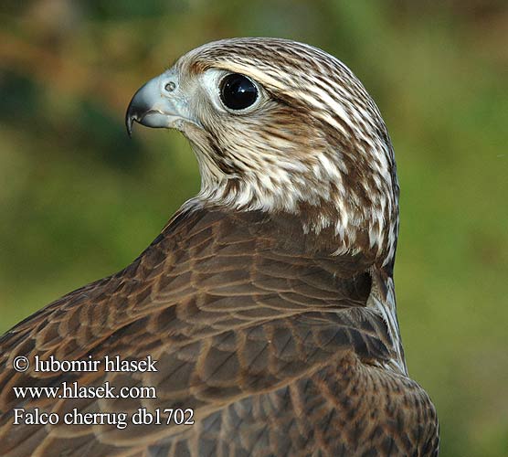 Falco cherrug db1702