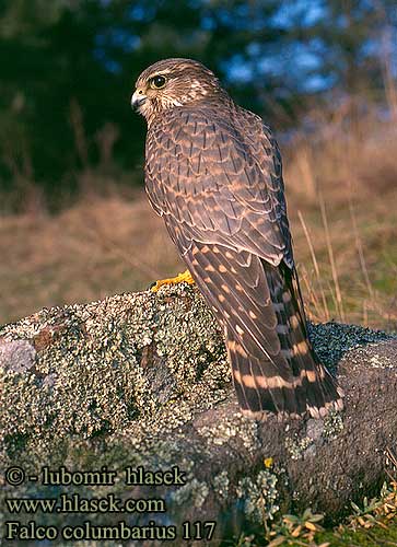Falco columbarius 117