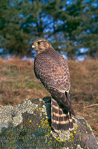 Falco columbarius 2162