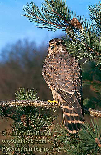 Falco columbarius 578