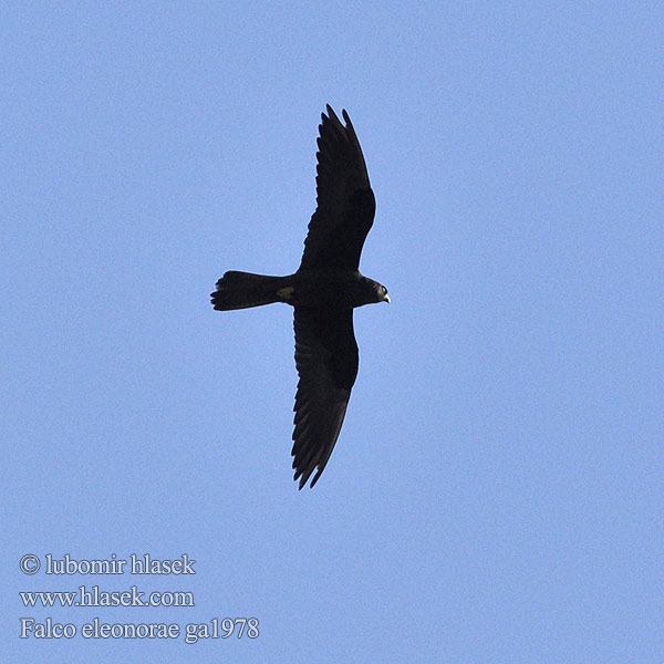 Falco eleonorae ga1978