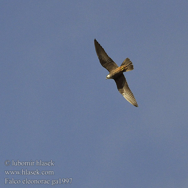 Falco eleonorae ga1997