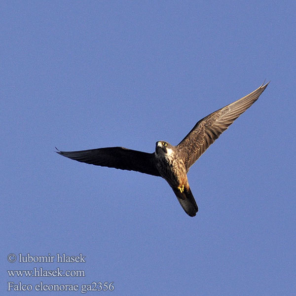 Falco eleonorae ga2356