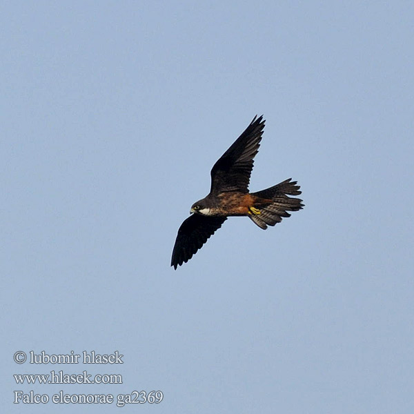 Falco eleonorae ga2369