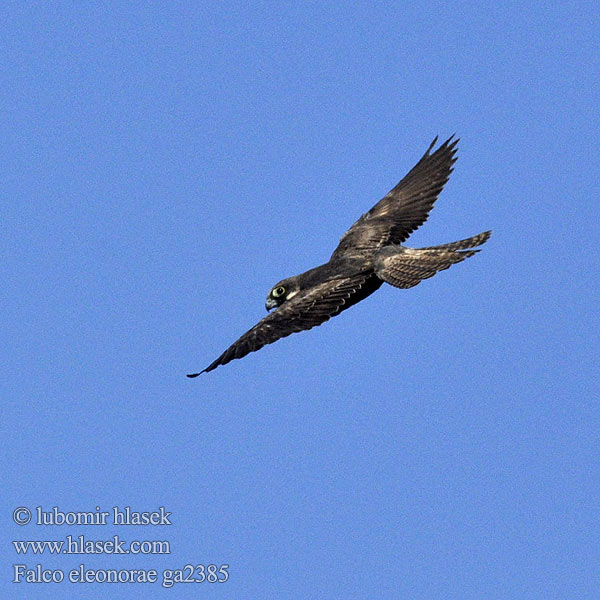 Falco eleonorae ga2385