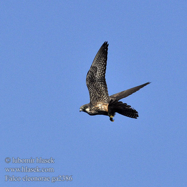 Falco eleonorae ga2386