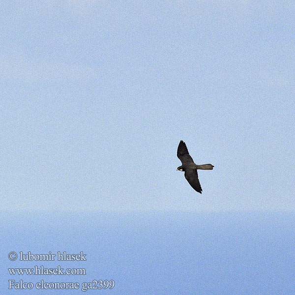 Falco eleonorae ga2399