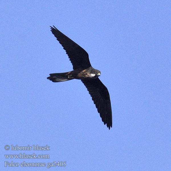 Falco eleonorae ga2405