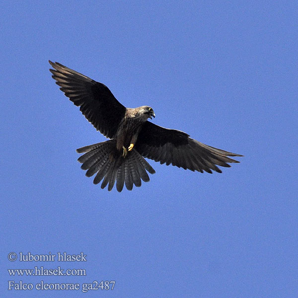 Falco eleonorae ga2487
