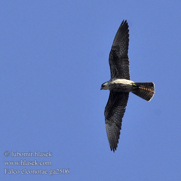Falco eleonorae ga2506