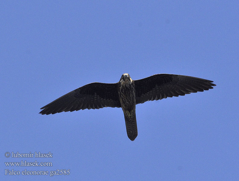 Falco eleonorae ga2585