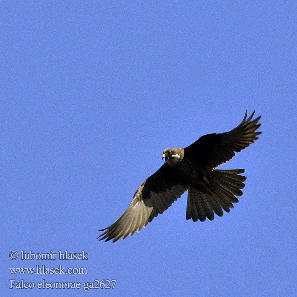 Falco eleonorae ga2627