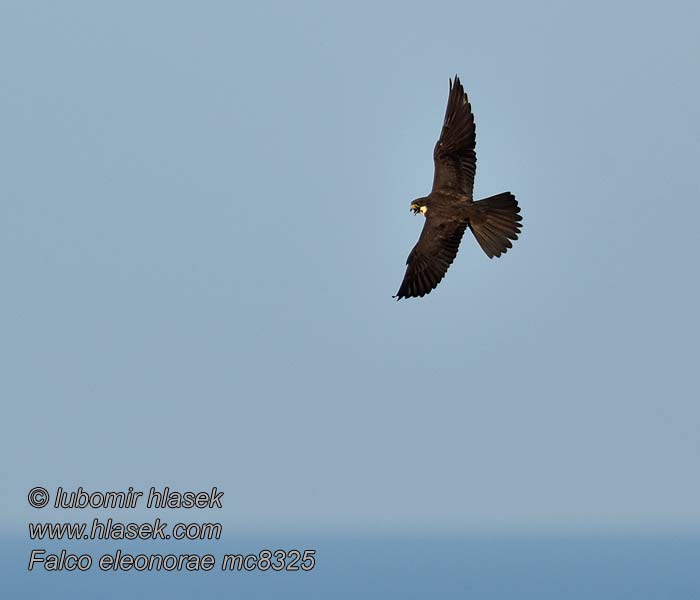 Eleonorenfalke Falco eleonorae