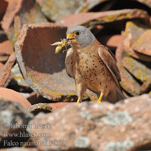 Falco naumanni fe8501