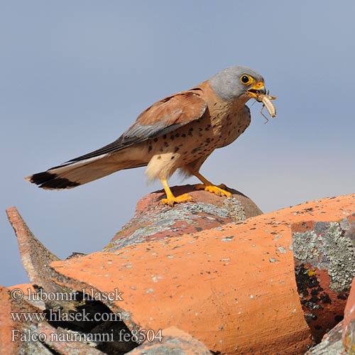 Falco naumanni fe8504