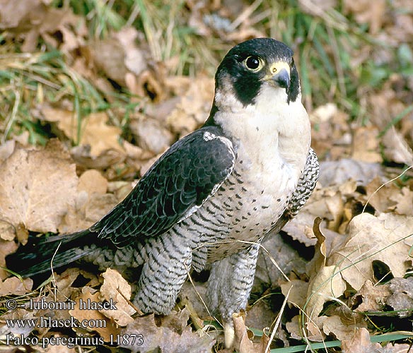 Falco peregrinus 11873