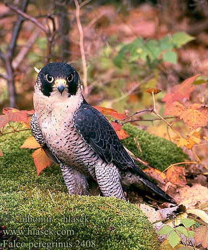 Falco peregrinus 2408