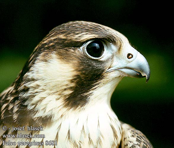 Falco peregrinus 8681
