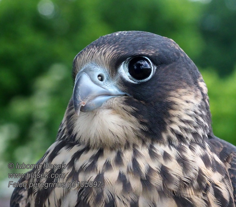 Halcón Peregrino Falco peregrinus