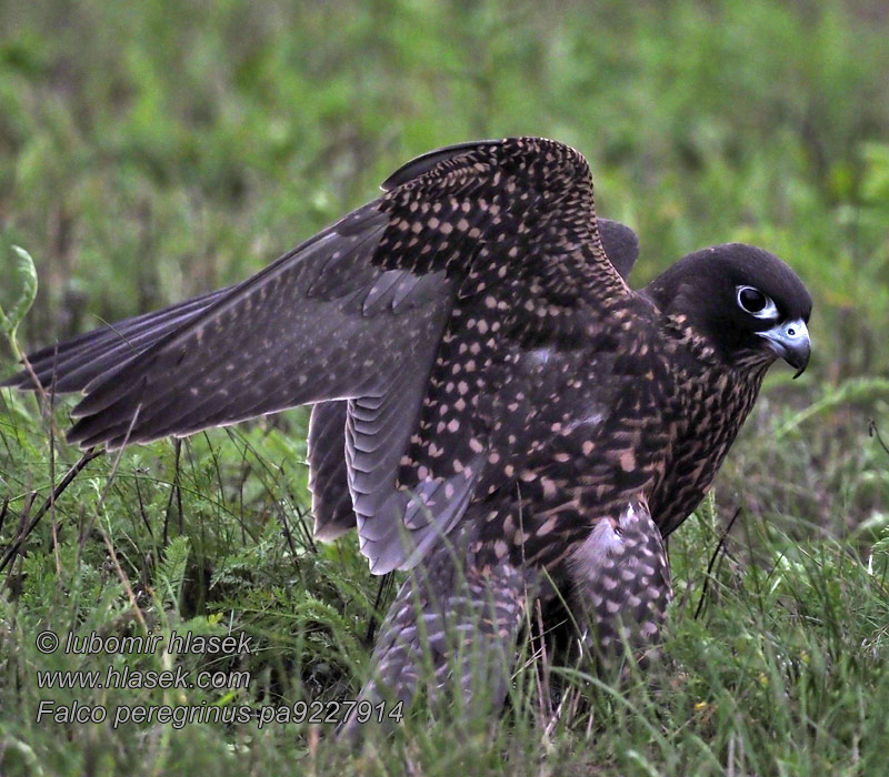 Sokol stěhovavý Falco peregrinus
