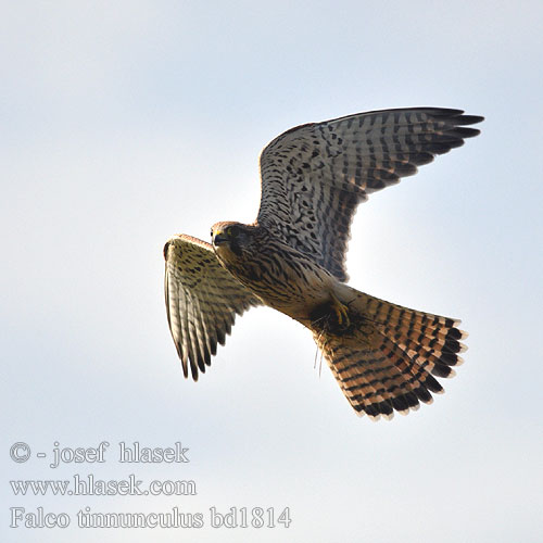 Falco tinnunculus bd1814