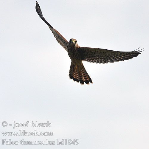 Falco tinnunculus bd1849