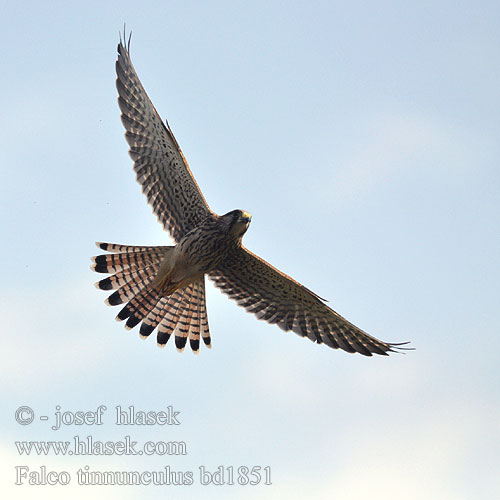 Falco tinnunculus bd1851