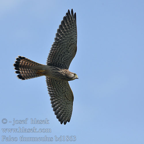 Falco tinnunculus bd1863