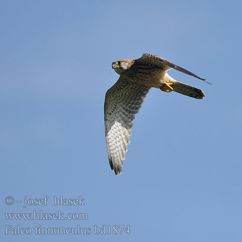 Falco tinnunculus bd1874