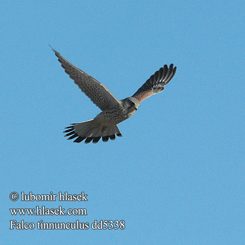 Falco tinnunculus dd5338