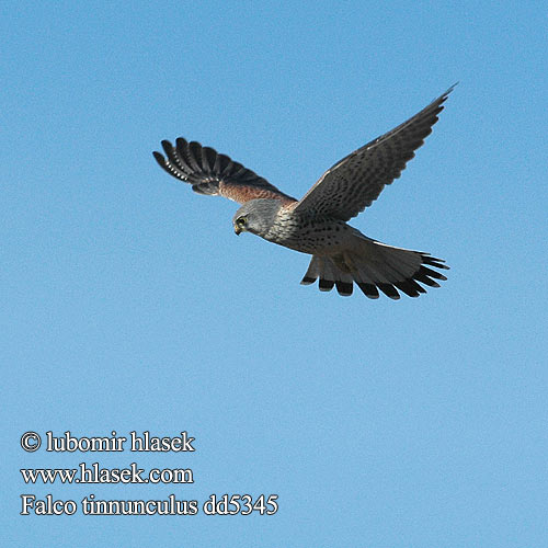 Falco tinnunculus dd5345