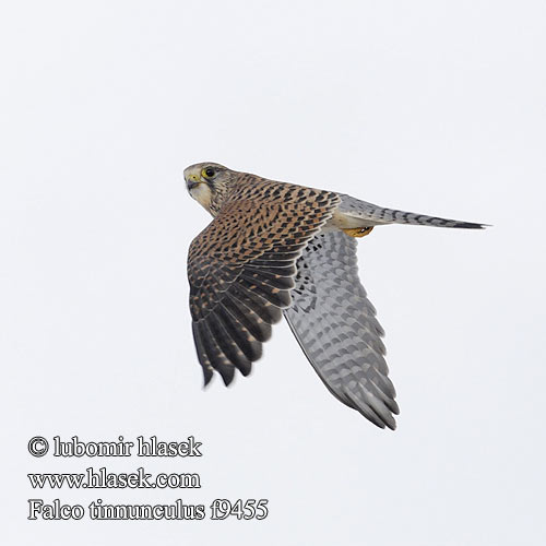 Falco tinnunculus f9455
