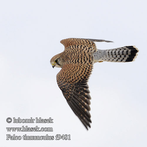Falco tinnunculus f9481