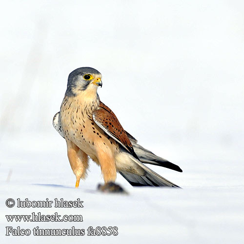 Falco tinnunculus fa8858