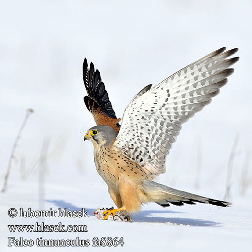 Falco tinnunculus fa8864