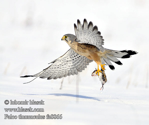 Falco tinnunculus fa8866