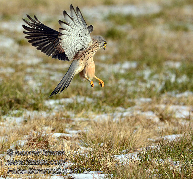 Falco tinnunculus Turmfalke