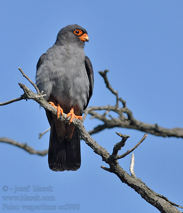 Aftonfalk Punajalg-pistrik Falco vespertinus