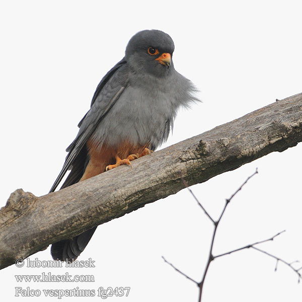 Falco vespertinus fg2437