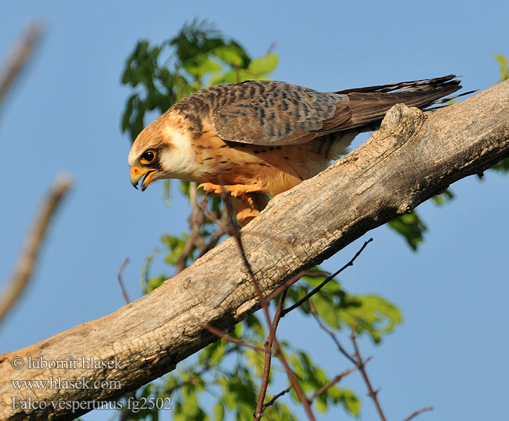 Falco vespertinus fg2502