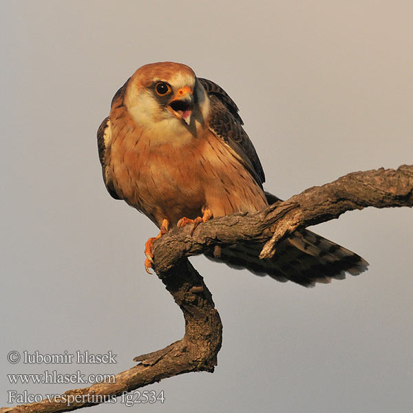Falco vespertinus Poštolka rudonohá