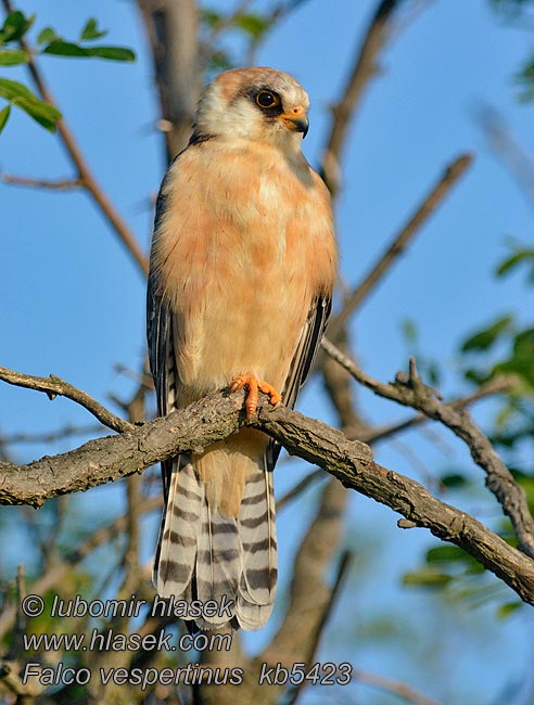 Sokol kobcovitý Falco vespertinus