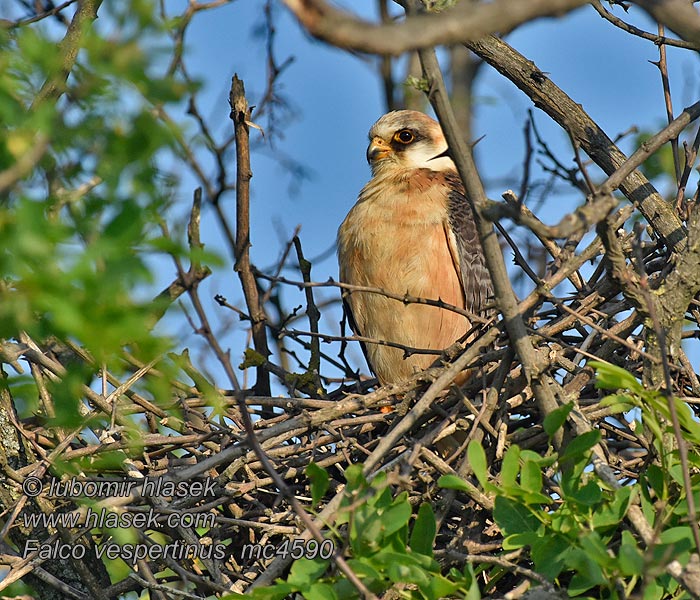 Кібчик Falco vespertinus