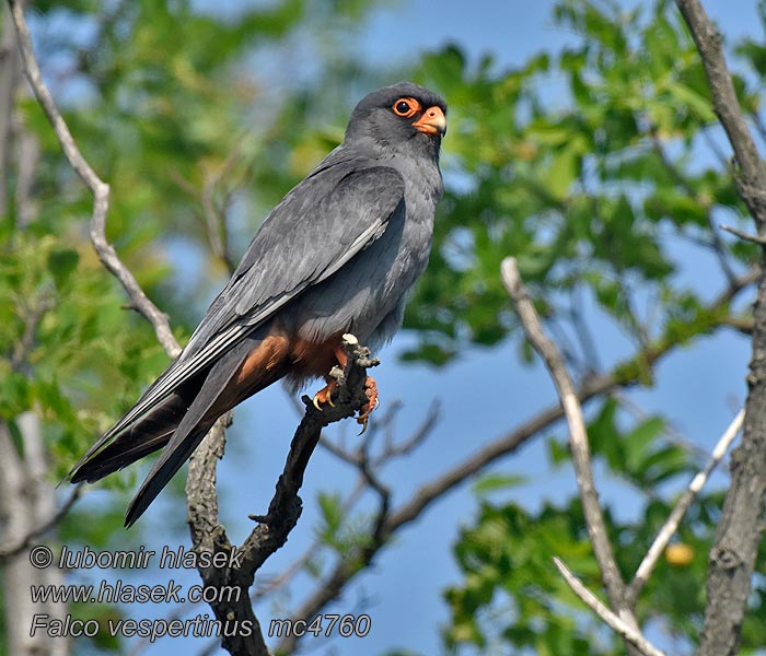 Crvenonoga vjetruša Falco vespertinus