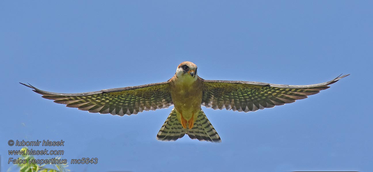 Vanturel seara Falco vespertinus