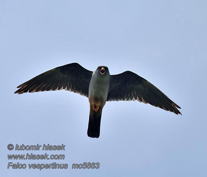Rdečenoga postovka Siva vetruška Falco vespertinus